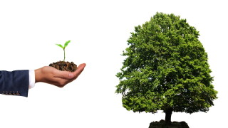 plant-4159065.jpg