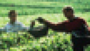grapepuffpic.jpg