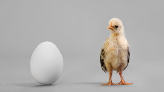 chicken.jpg