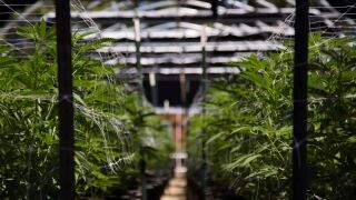 cannabisfarm.jpeg