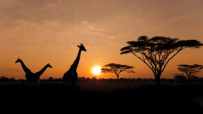 africa.jpg