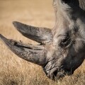 Rhino