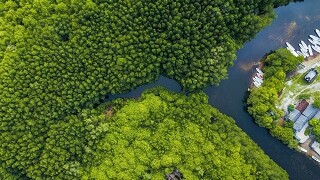 Amazonas - Large