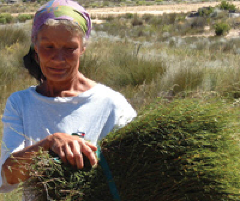 rooibos-tea.jpg