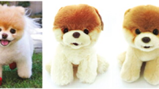 dogs