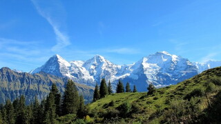 swiss large