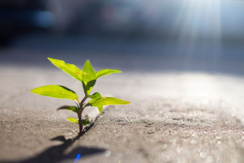 growth plant.jpeg