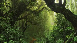 jungle