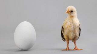 chicken-egg