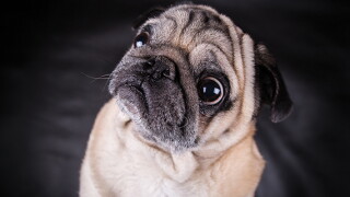 pug.jpg