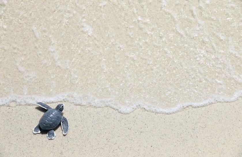 turtle