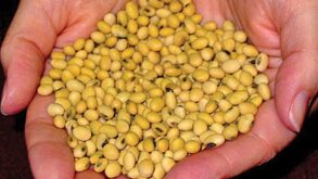 monsanto.jpg