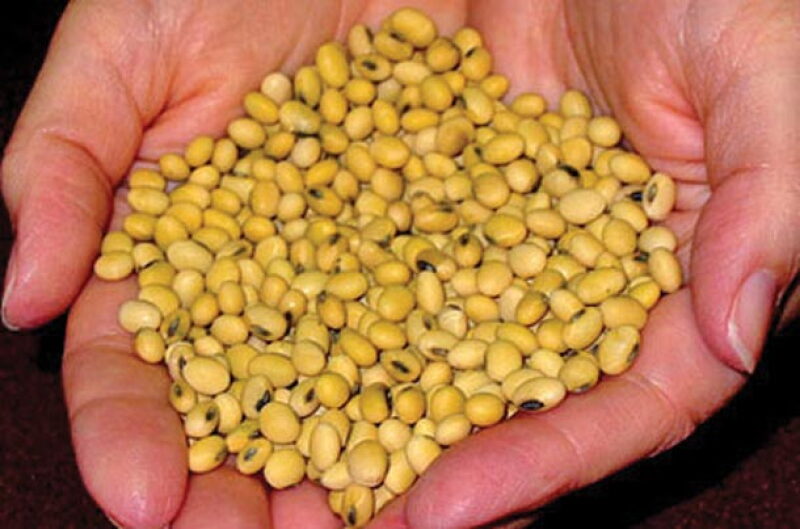 monsanto.jpg