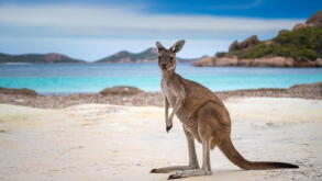 kangaroo.jpeg