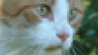cesr-puff.jpg