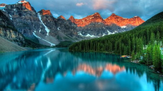 alberta large