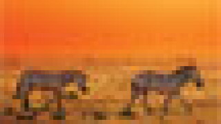 cover-puff.jpg