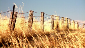 fence.jpg