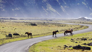 horses-3723666.jpg