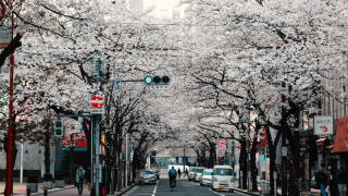 kyoto2.jpg