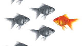 fish.jpg