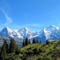 swiss large
