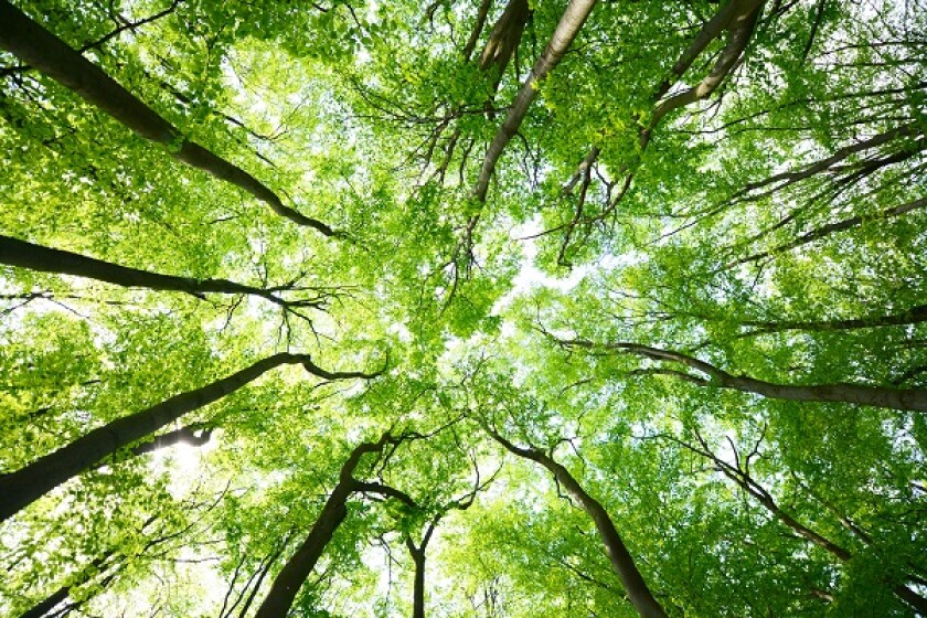 Tree canopies