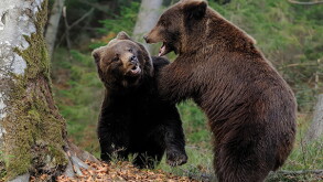 bear