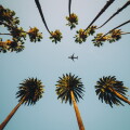 View of palm trees, sky and aircraft flying