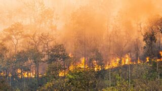 burningforest.jpeg