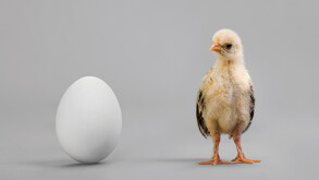 chicken.jpg