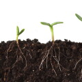 growth.jpg
