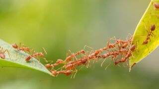 ants.jpeg