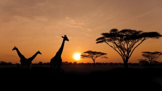 africa.jpg