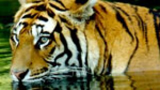 tiger-pic.jpg