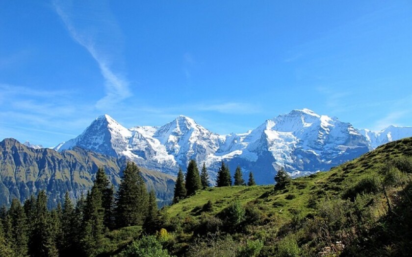swiss large