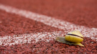 slug