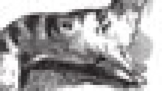civet-puff.jpg