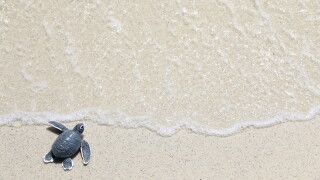turtle