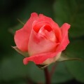 Hybrid rose