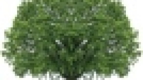 tree-67.jpg