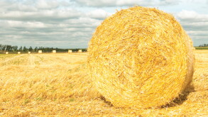 hay.jpg