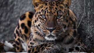 SFTRbigcat