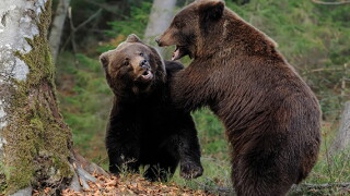 bear