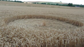 hay.jpg