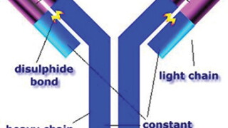antibody.jpg