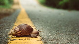 snail.jpeg