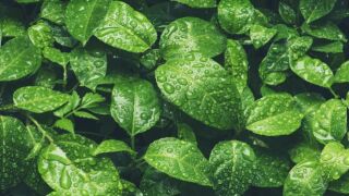 leaves.jpeg