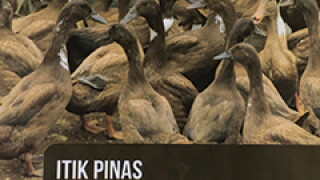 ducks.jpg