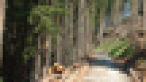 tree-puff.jpg